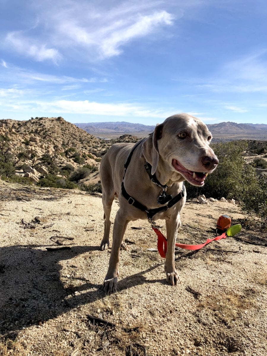 can you take dogs to joshua tree