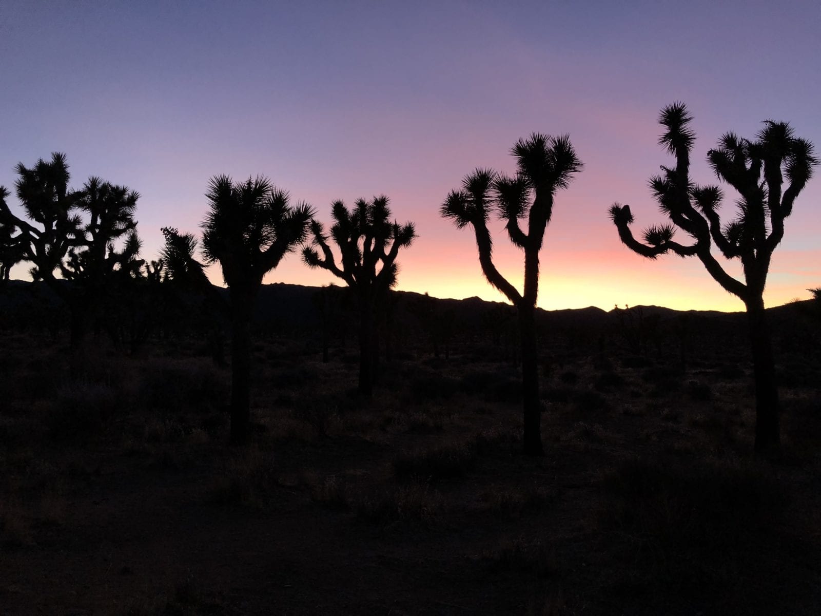 where are dogs allowed in joshua tree