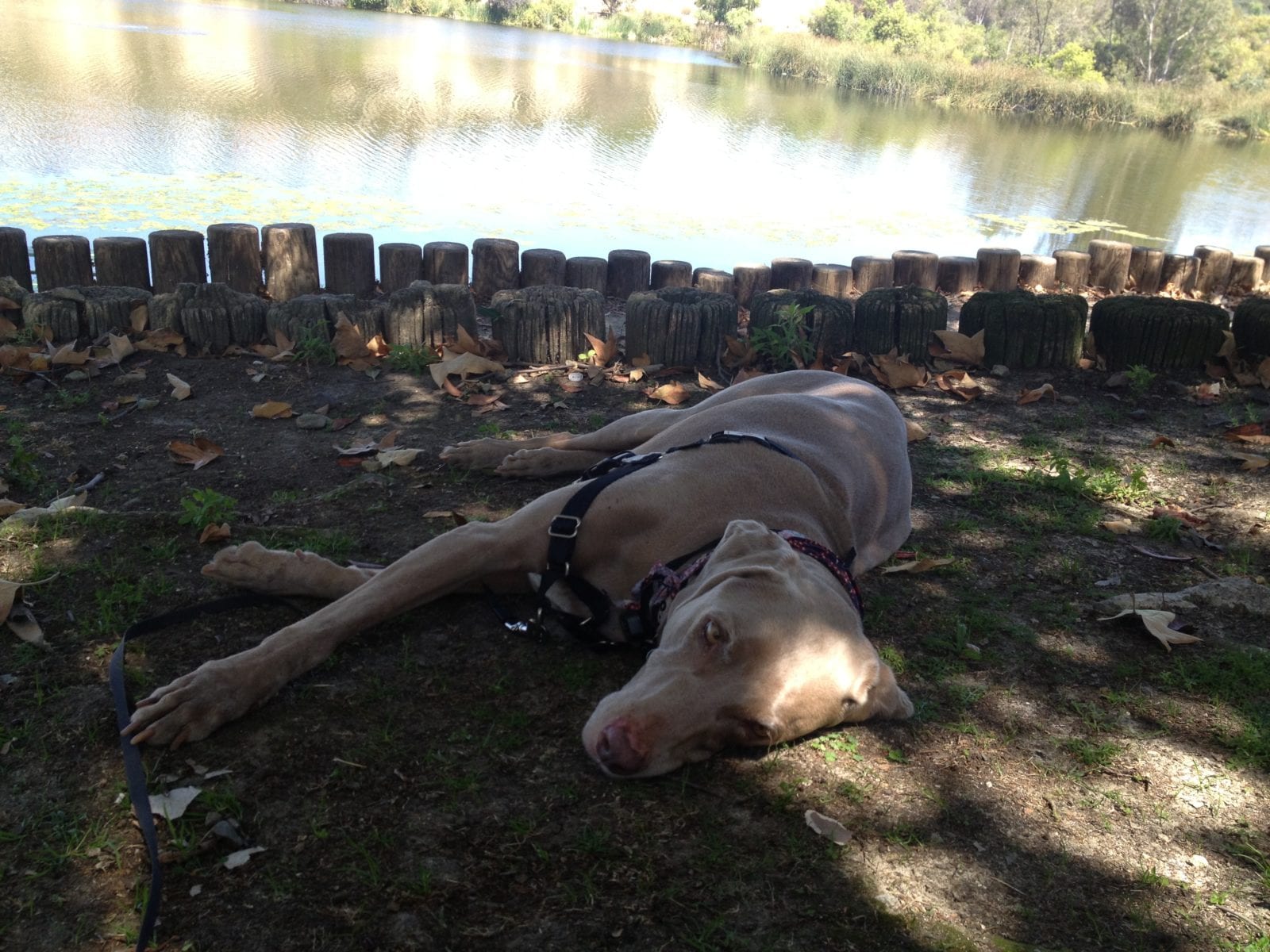 Scooby relaxing by the lake at Laguna Niguel Regional Park