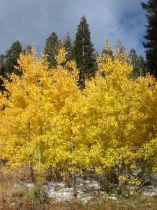 Fall Foliage, Mammoth