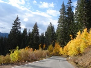 Fall Foliage, Mammoth