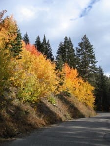 Fall Foliage, Mammoth