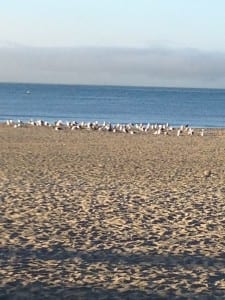 Doheny State Beach