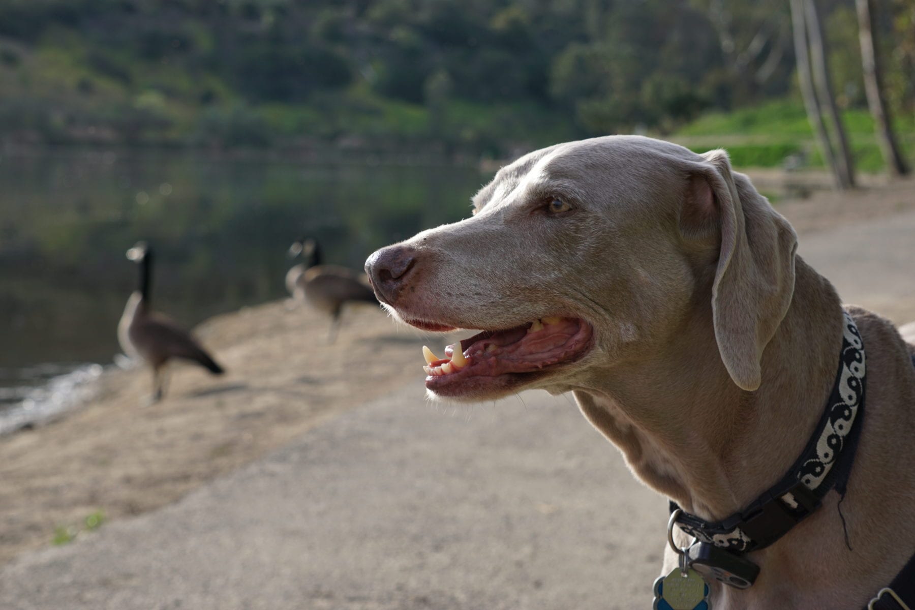 Scooby Checking out Canada Geese at Laguna Niguel Regional Park