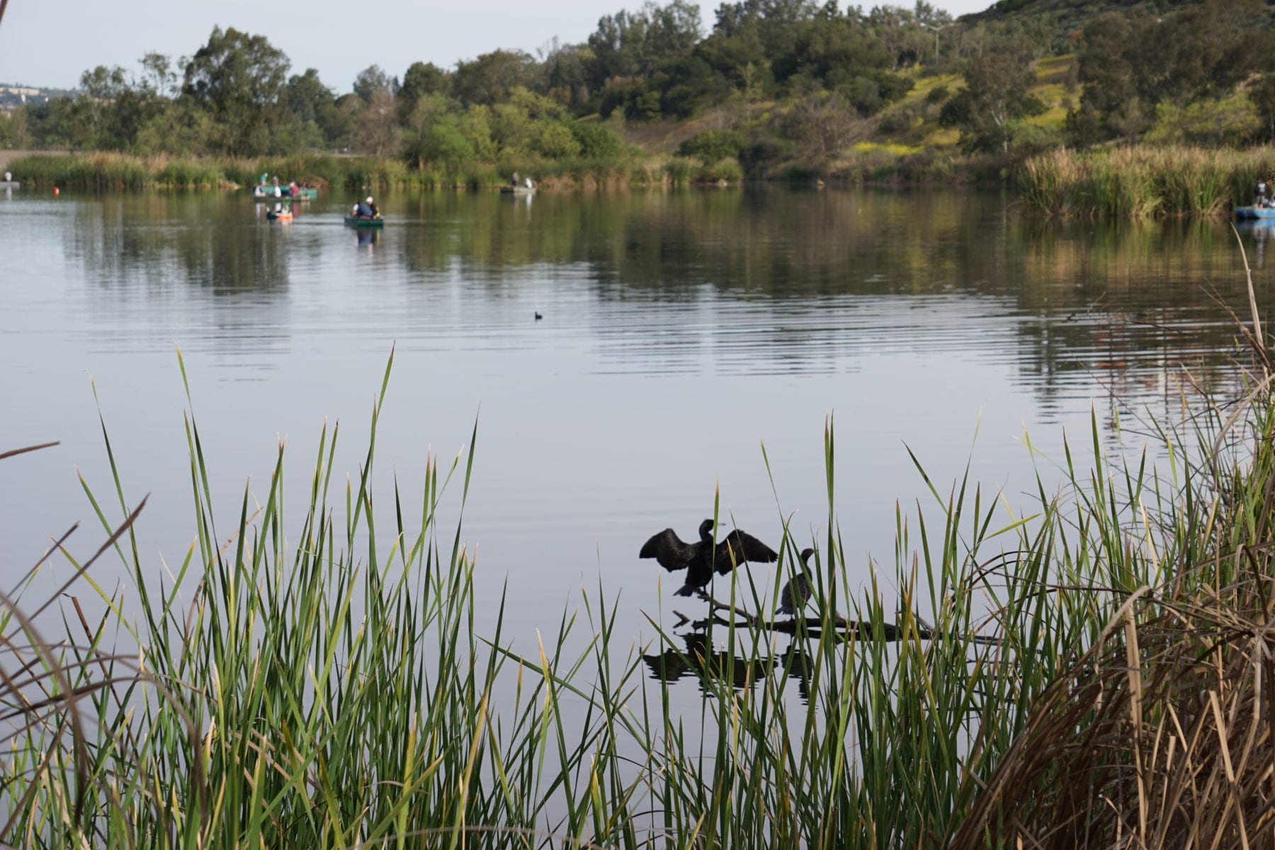 Cormorant Drying its wings at Laguna Niguel Regional Park