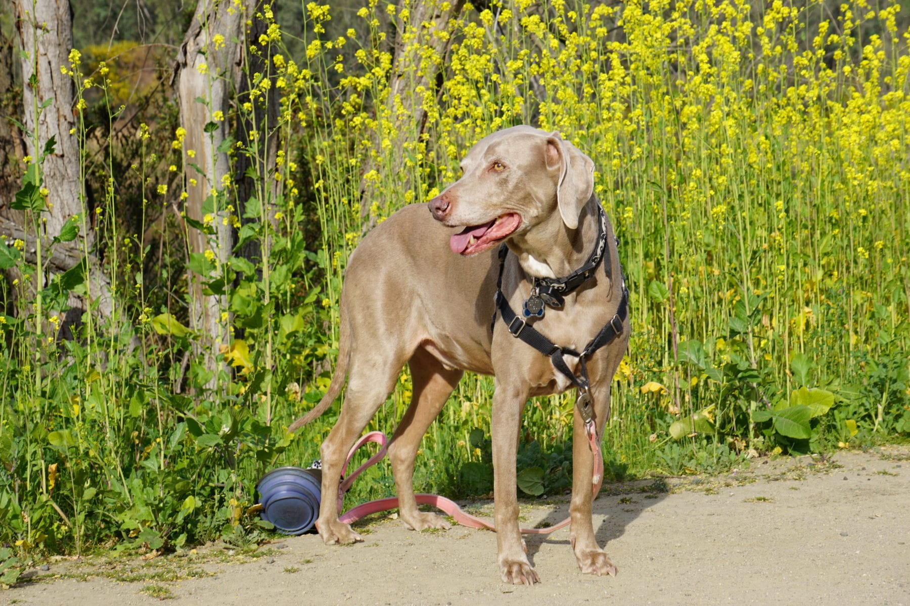 Scooby Smith at Laguna Niguel Regional Park