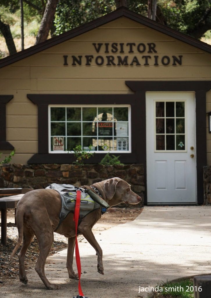 Scooby Checking the Visitor Information Center for Tips