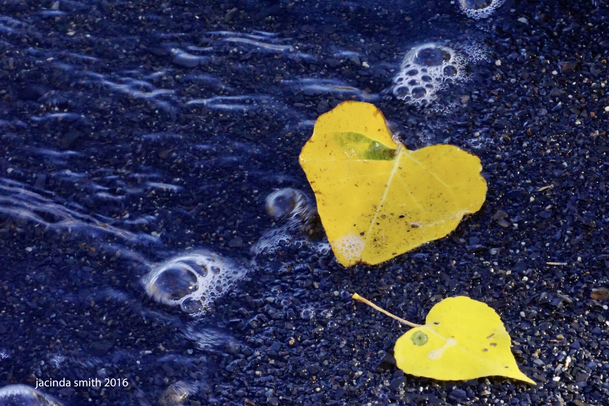   Aspen Leaves in Convict Lake