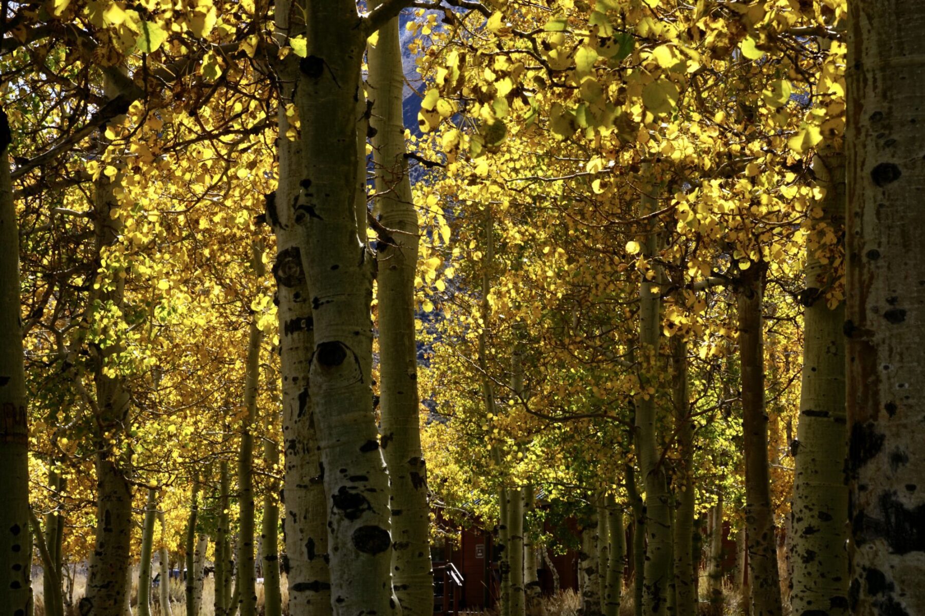 Populus Tremuloides aka Quaking Aspen