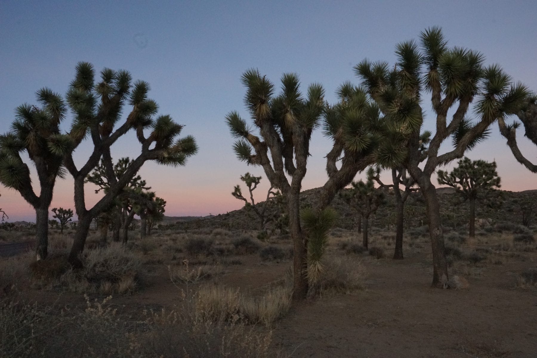 Joshua Trees at Sunset