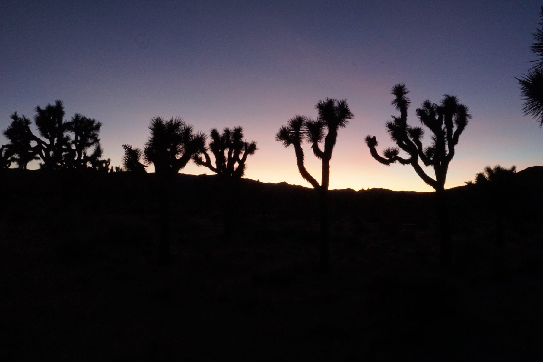 Joshua Trees in the Sunset