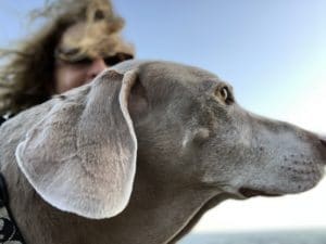 Scooby the Weimaraner