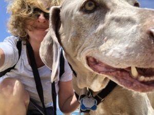 Scooby Senior Weimaraner