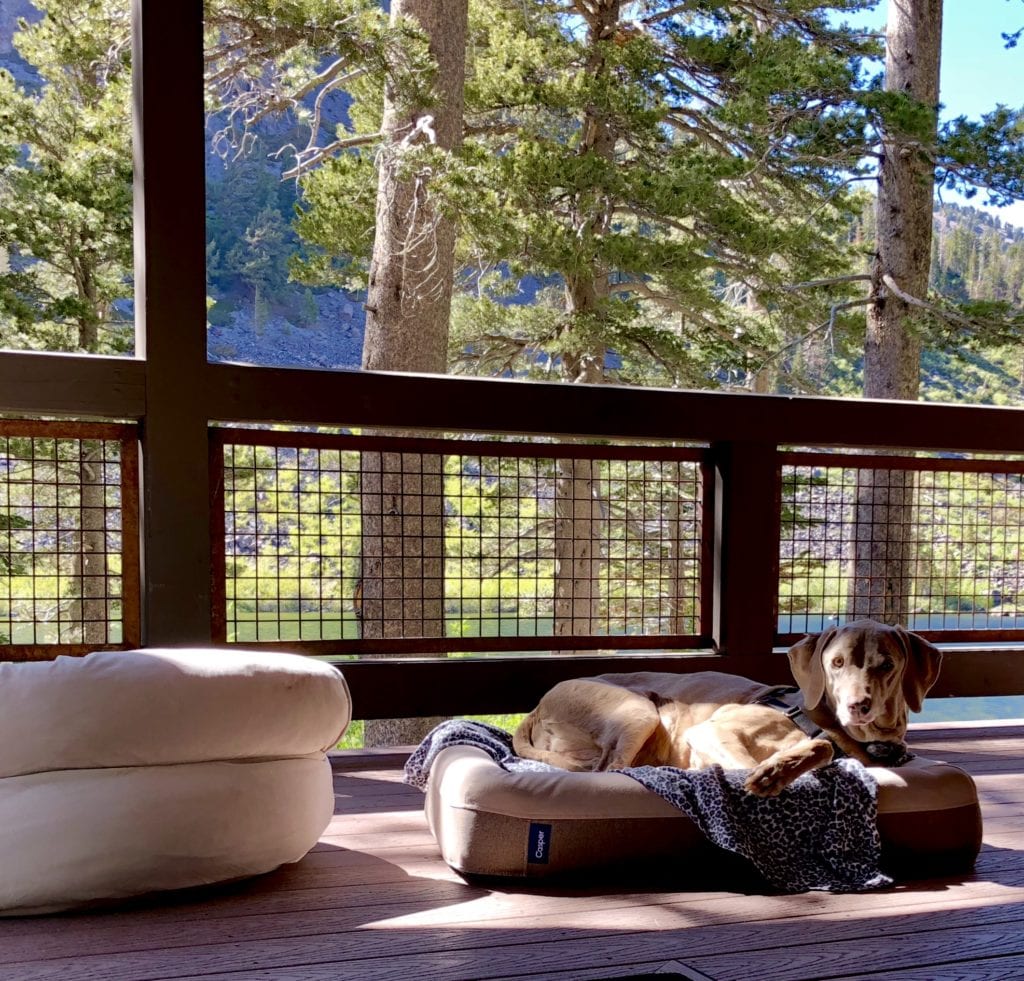 Scooby Relaxin' on the Porch of Leed Certified Cabin 11 at Tamarack Lodge, Mammoth CA (featured on BringFido.com)!