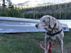 Scooby, Senior Weimaraner Twin Lakes, Mammoth