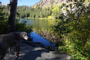 Scooby at Twin Lakes, Mammoth