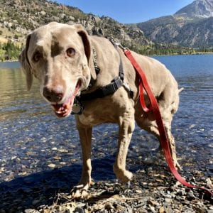 Scooby the Weimaraner im Mammoth Lakes