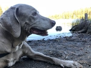 Scooby at Twin Lakes, Mammoth