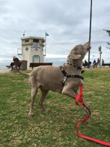 Scooby in Laguna Beach