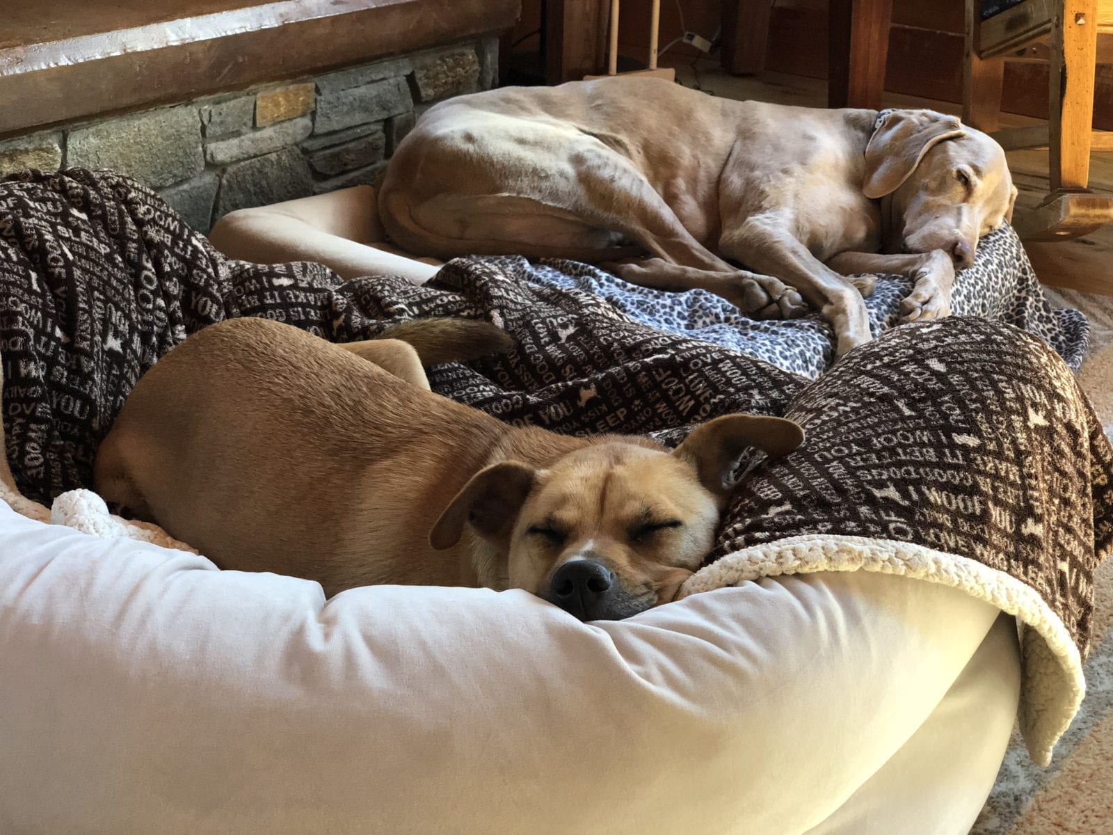 Scooby & Becky Relaxing on PawCation, Tamarack Lodge, Mammoth, CA