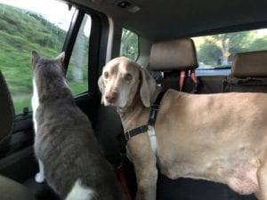 Scooby and Zachy pretend road trippin'