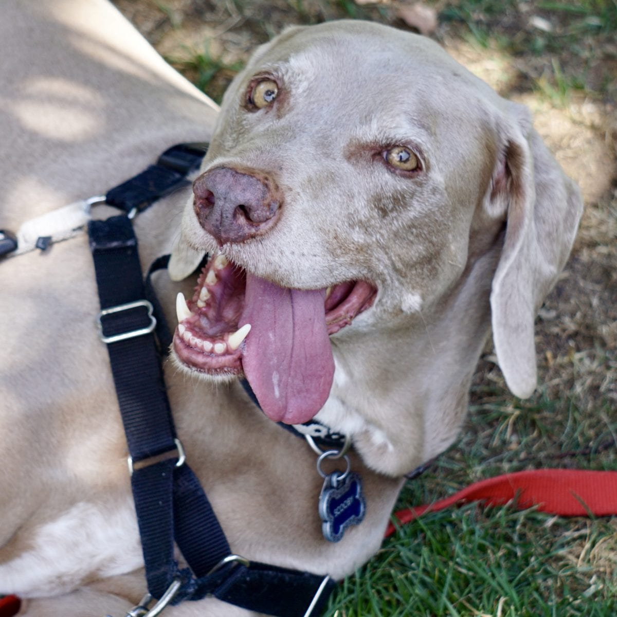 Celebrating Scooby Smiles!