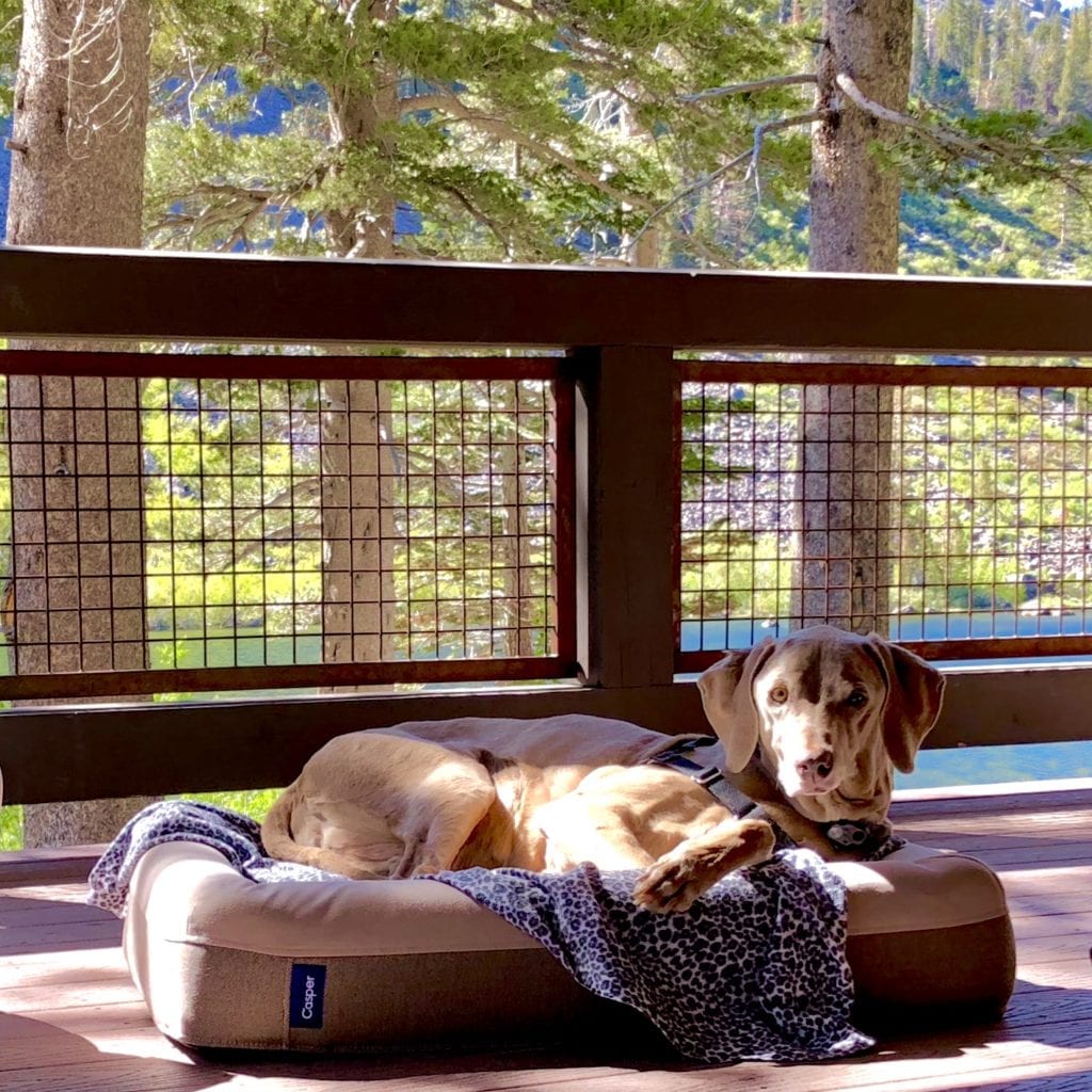 Scooby Relaxin at Lake Front Dog Friendly Tamarack Lodge in Mammoth