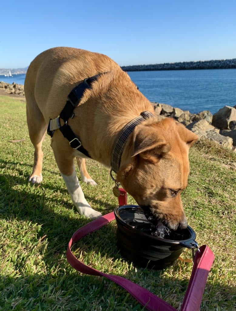 Becky having a Drink from Scooby's XL Collapsible Dog Bowl