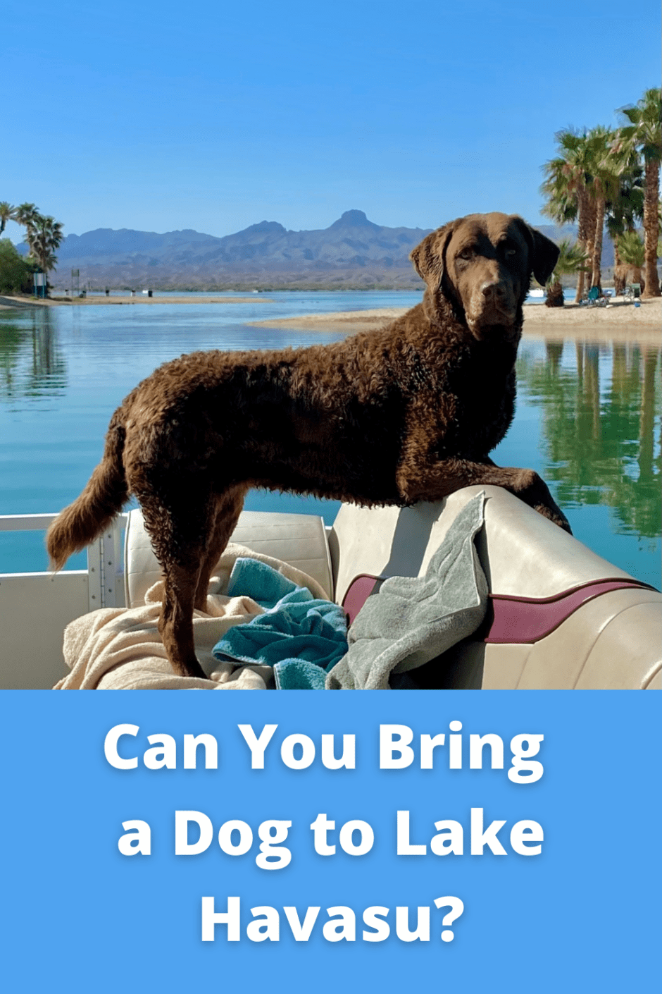Can You Bring a Dog to Lake Havasu
