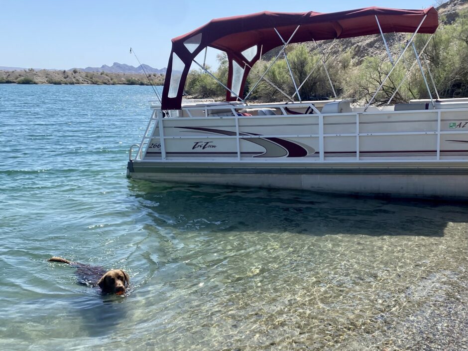 What is there to do in Lake Havasu with Dogs?