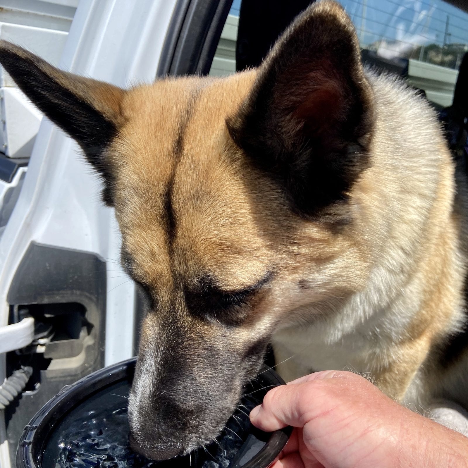 Fwiend Shiloh Having a Sip from Scooby's XL Collapsible Dog Bowl