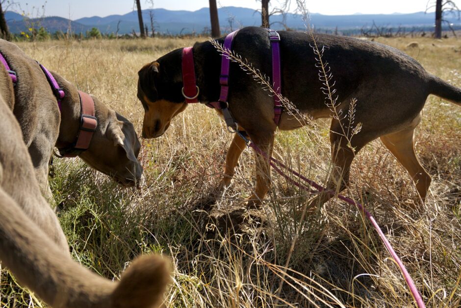 Hiking with Dogs in Flagstaff AZ Coconino National Forest at Shultz Pass