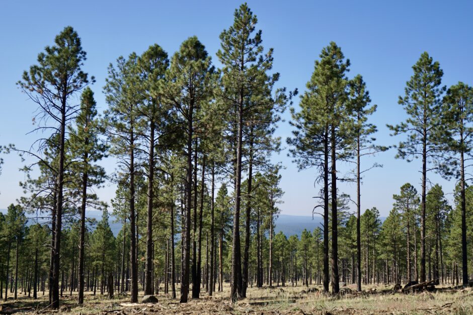 Ponderosa Pine Forest in Arizona Coconino National Forest