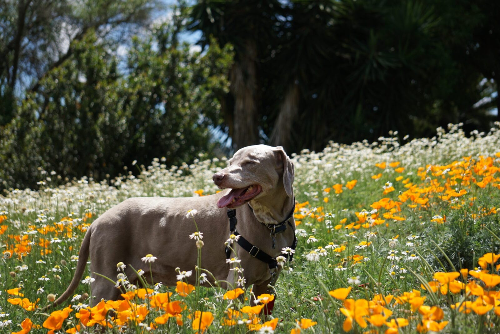 Scooby Exploring Wildflowers