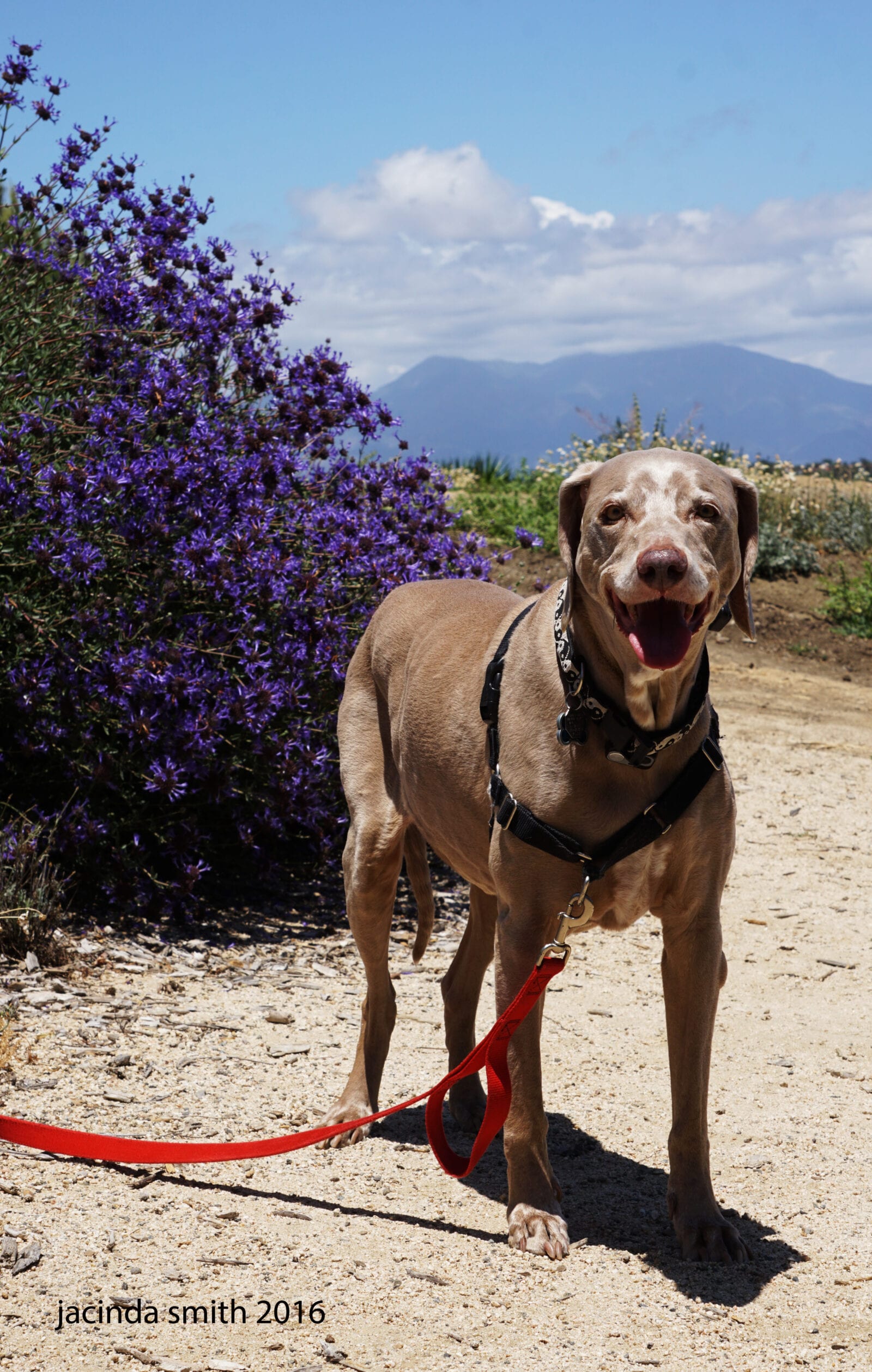 Scooby Exploring Niguel Botanical Preserve