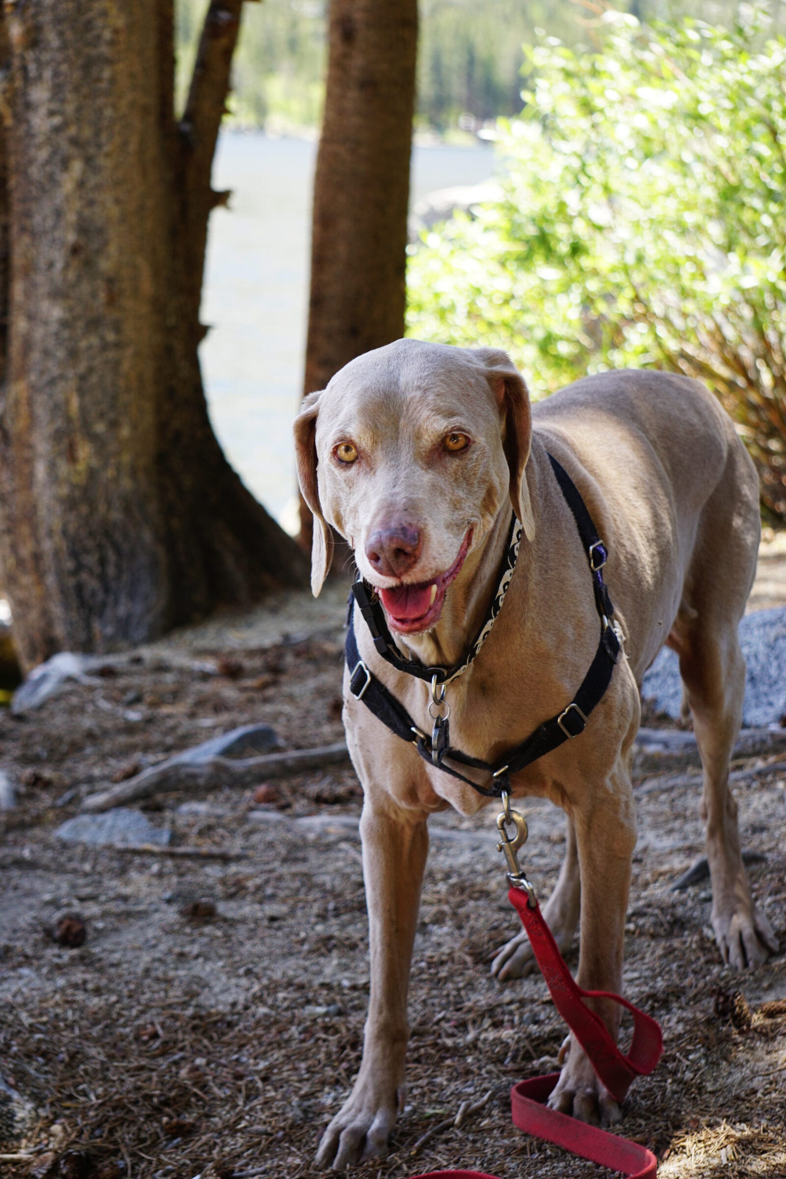 Scooby exploring Rock Creek Lake, Eastern Sierra California