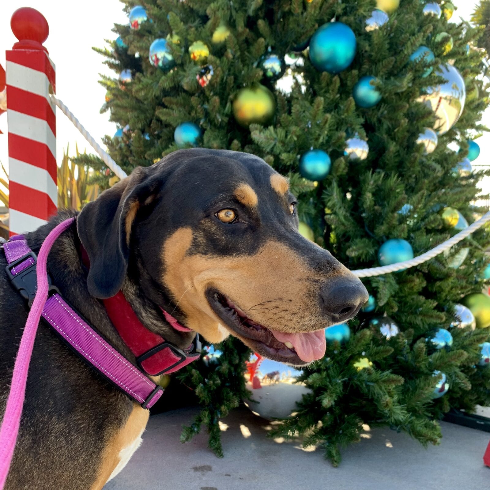 Ella and Christmas Tree in Dana Point Harbor