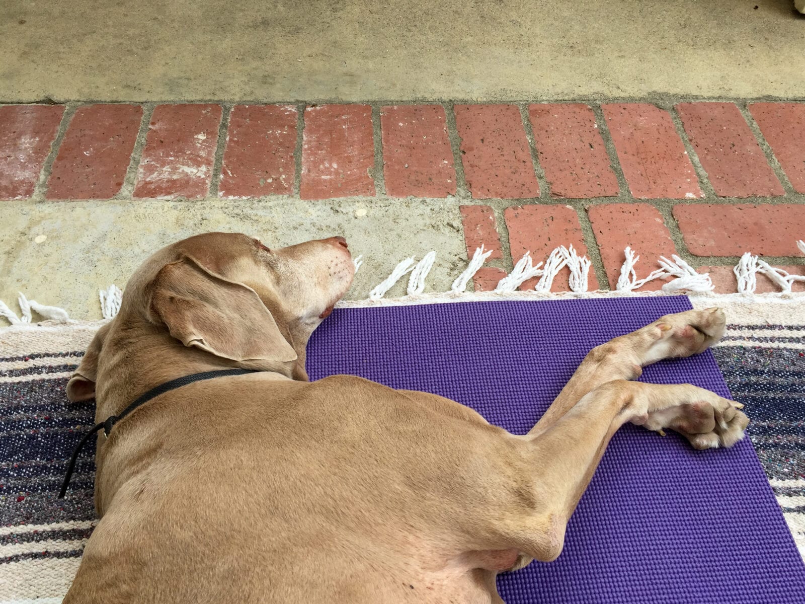 Scooby Enjoying his Yoga Session