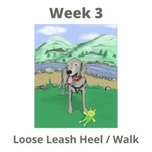 Scoobylife Train at Home Week 3: Loose Leash Heel / Walk