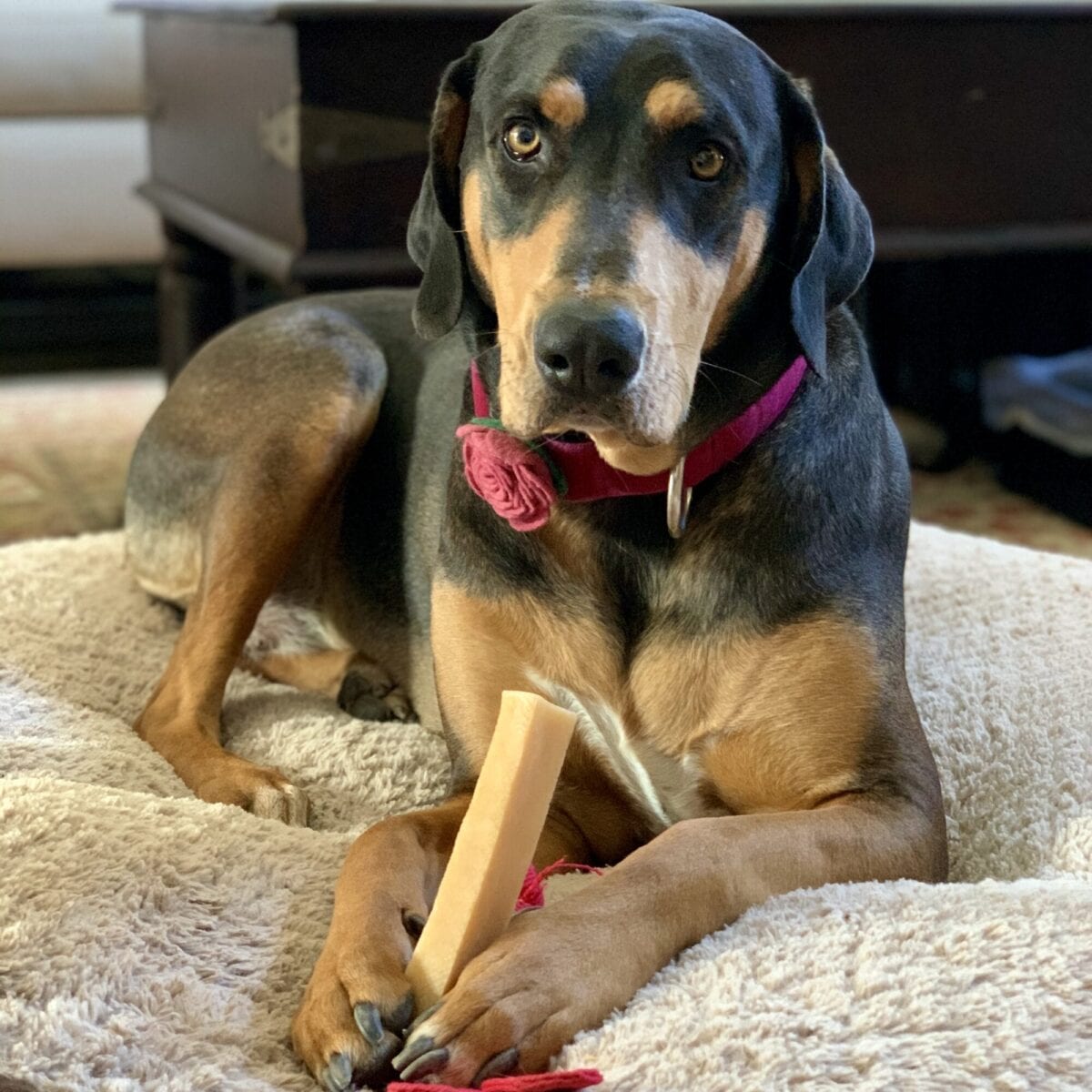 Ella Lovin' Her Himalayan Dog Chew