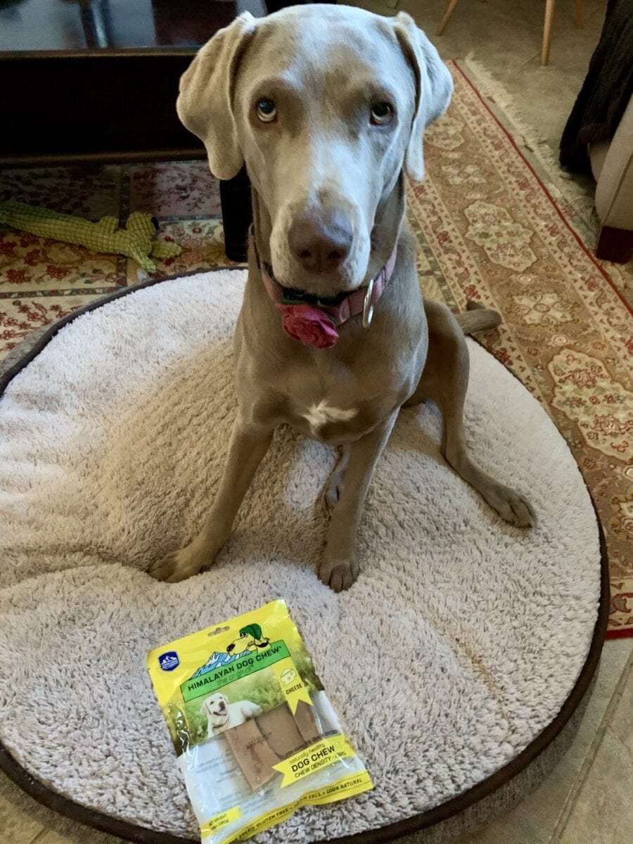 Luna and her Himalayan Dog Chew Delivery