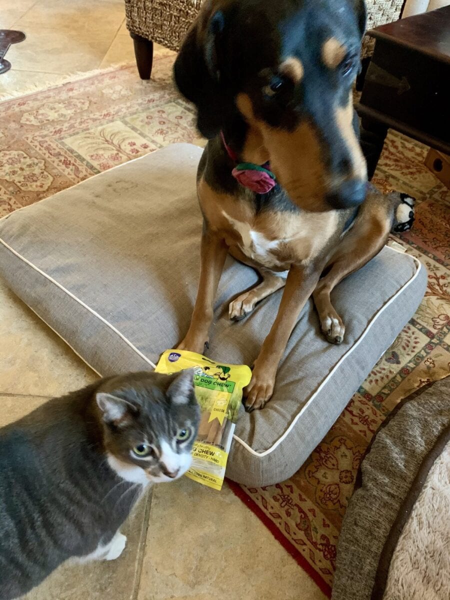 Zachy Inspecting Ella's Himalayan Dog Chew