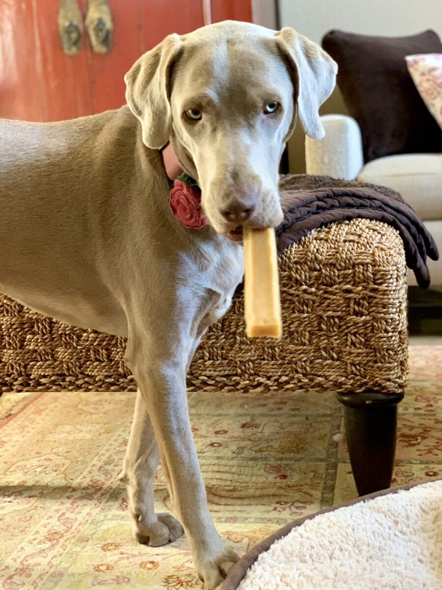 Luna and Her Himalayan Dog Chew "Cigar"