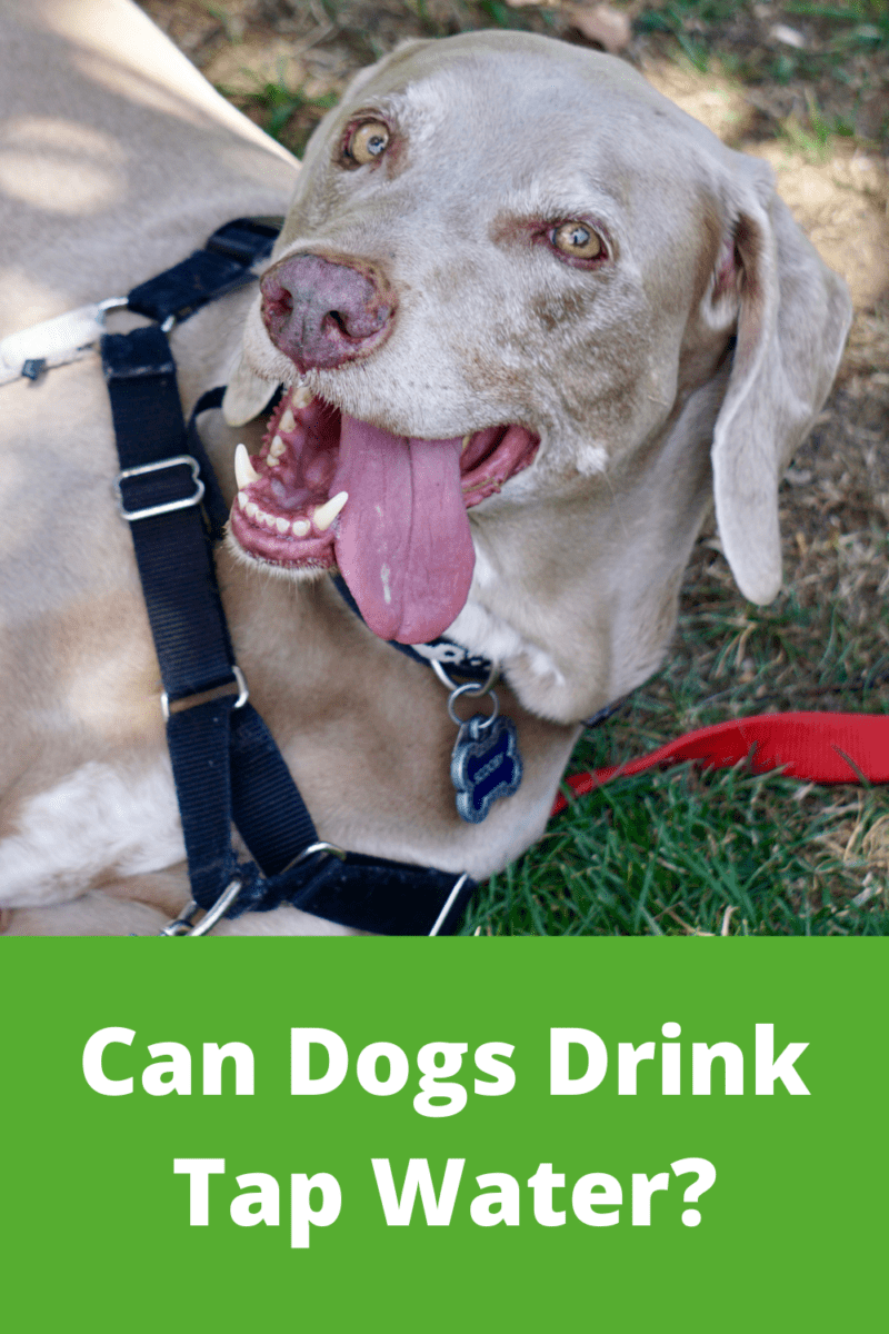 Can Dogs Drink Tap Water