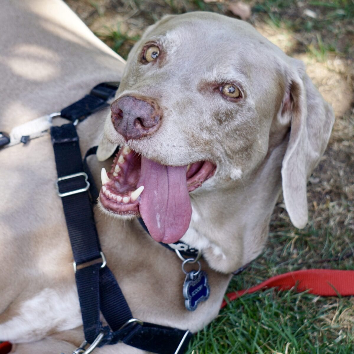 Can Dogs Drink Tap Water?