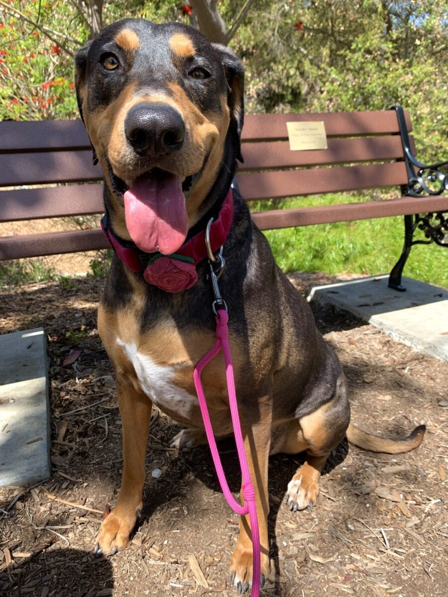 Ella Smith Practicing Training Commands in the Park