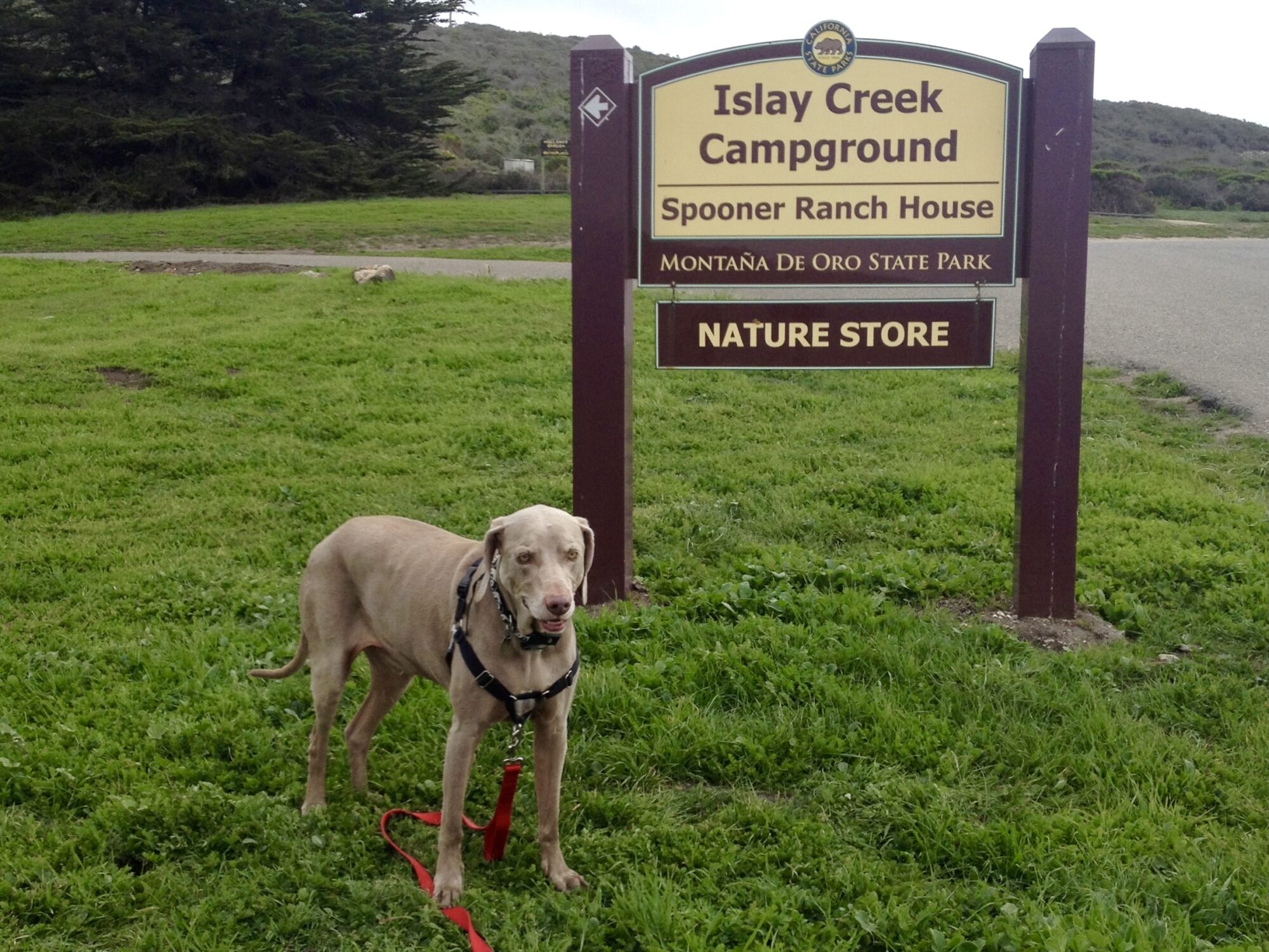 Scooby Checking in at Dog Friendly Montana De Oro State Park San Luis Obispo CA