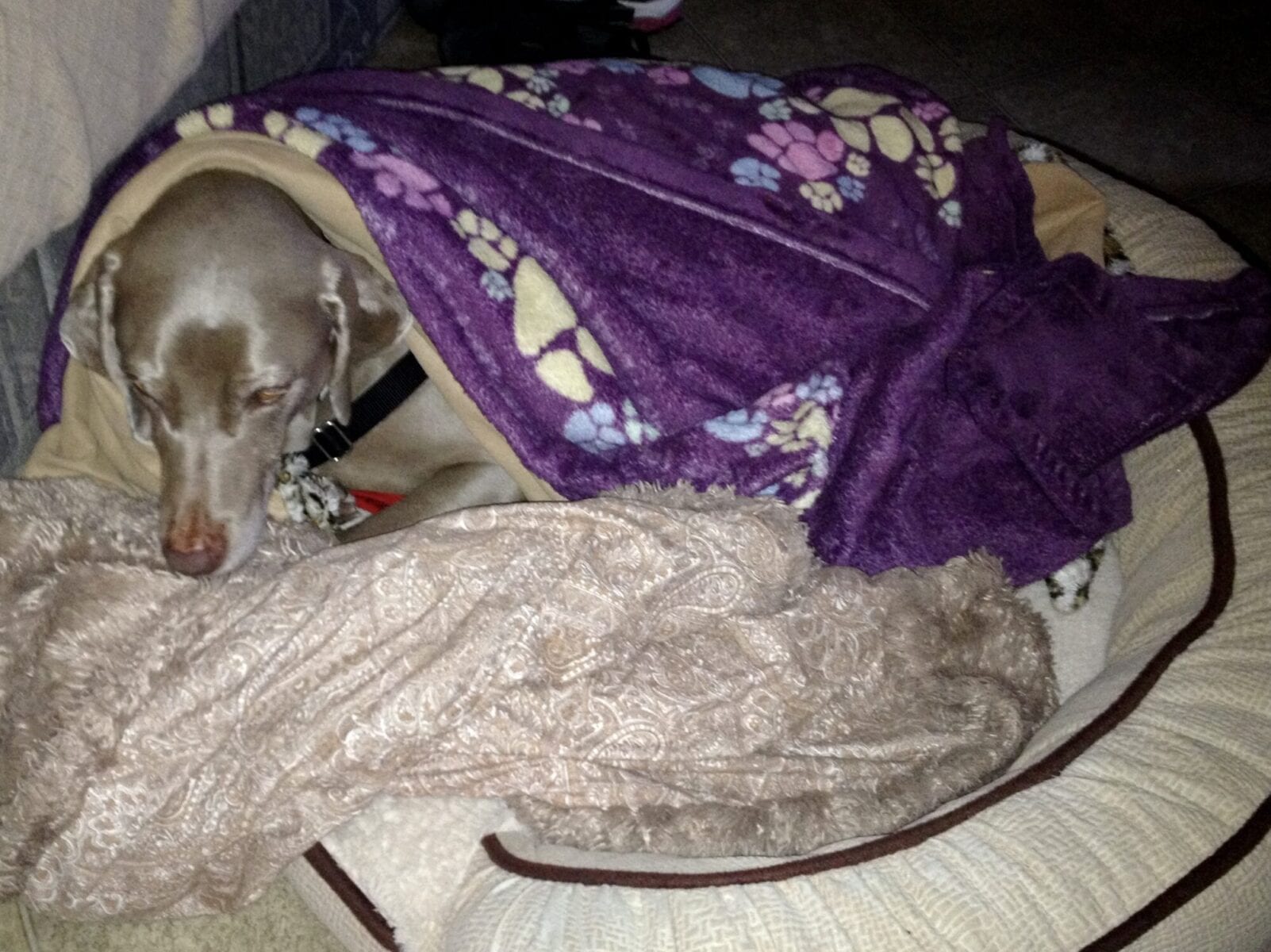 Scooby Smith All Tucked in For Bedtime Glamping with Paso Robles RV Rentals