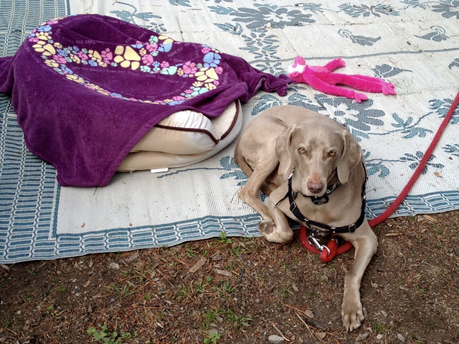 Scooby Smith Glamping at Dog Friendly Montana De Oro Campground San Luis Obispo CA