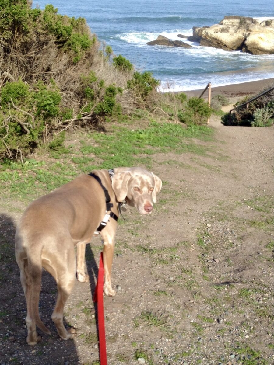 Scooby Smith Heading Towards Dog Beach Montana De Oro Campground San Luis Obispo CA